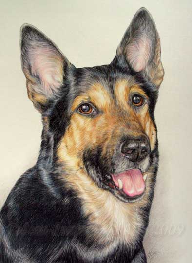 Portrait du berger allemand Djimy par Jean-Jacques Onate